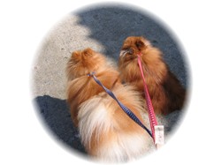 お散歩行こうよ・・・。