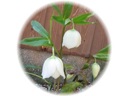 2006.3.4 オリエンタリス