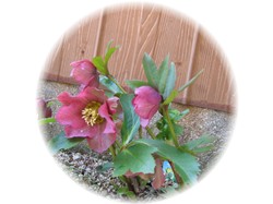 2006.3.4 オリエンタリス