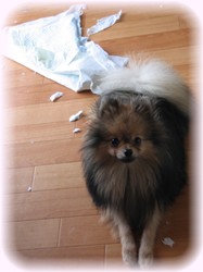 ボク、毎日がとても楽しいです！！