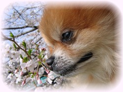 桜、きれいに咲いたね！