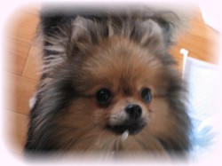 誰がこんなイタズラしたのかな～？ボク、何にも知らないよ～～～。