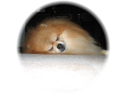 ぐっすり眠ってます・・・。ムニャムニャ・・・。