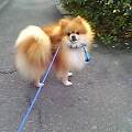 お散歩宙ちゃん