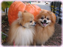 何であっかんべぇ～してるのよぉぉぉぉ～～～！！