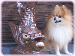 ボクは宙って言うんだ。君のお名前は？？？