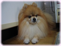 痛いの我慢してます・・・。