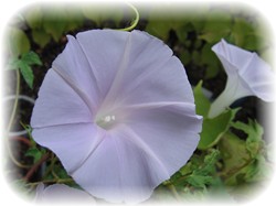 変化朝顔の親木です♪