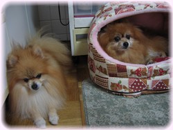 ボクのためのベッドなのに・・・。