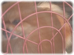 網戸越しに宙ちゃん外を見る～♪