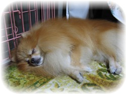 涼しいところでZzz・・・。