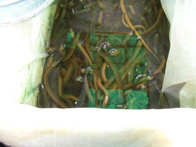 敦煌　生き物だけど