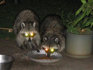 raccoon