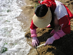 潮干狩り
