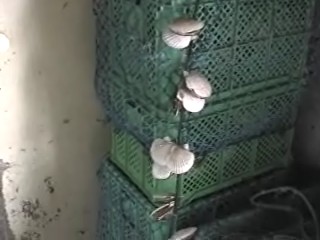 耳釣り004
