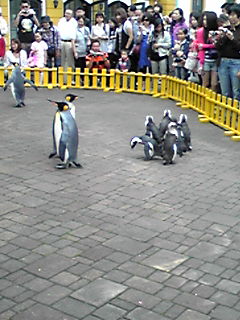 Nics ペンギンのお散歩
