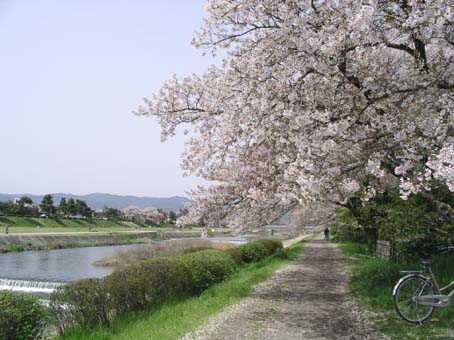賀茂川と桜