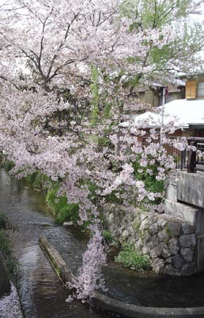 松ヶ崎疎水の桜