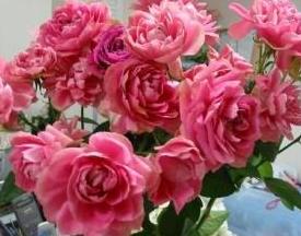 106-0678_IMG.JPG