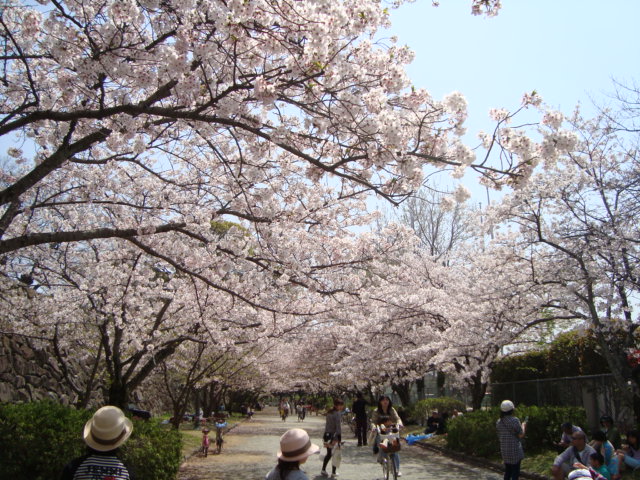 sakura