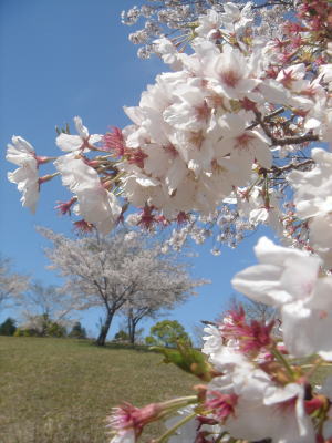 池平公園.jpg