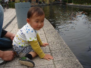 鯉