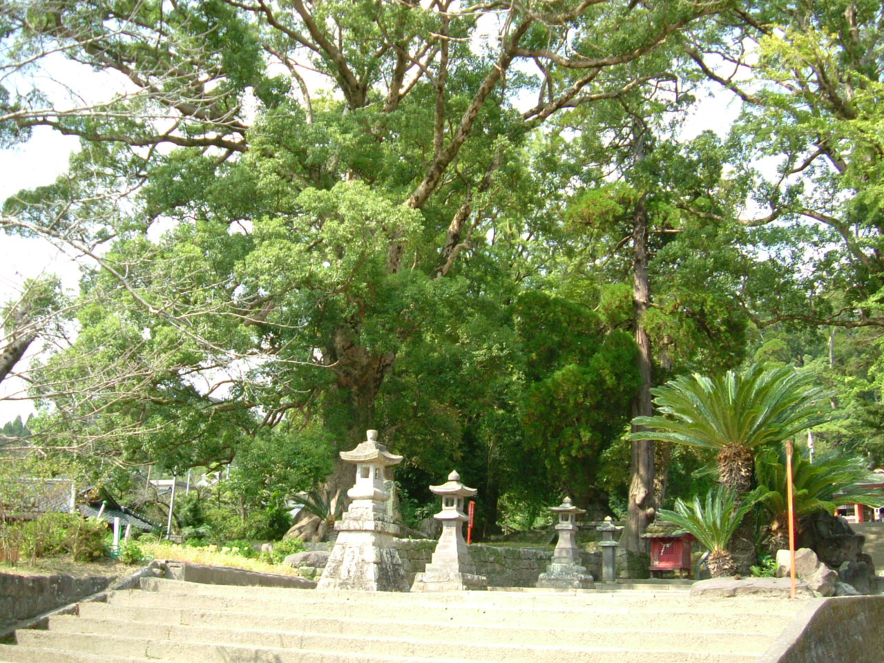 蒲生町大楠