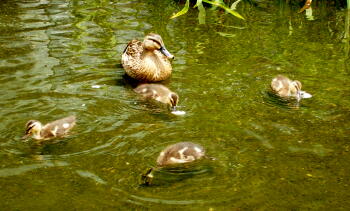 カルガモ　食事をする様子