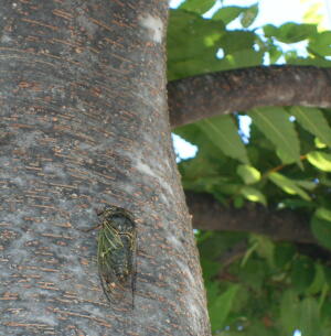 クマ蝉　普段