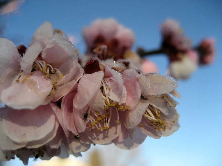 だからかしら　虫が寄って来るのは