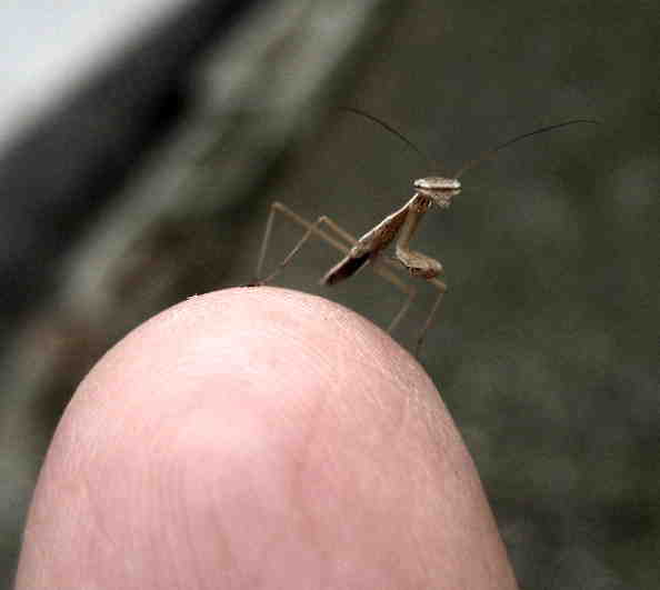 カマキリ