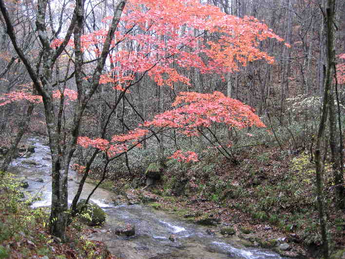 山川の紅葉