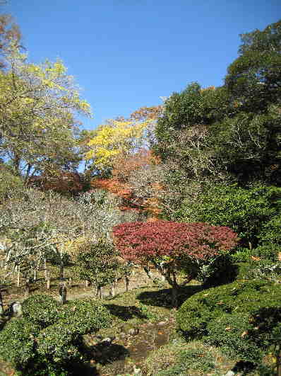 成田山公園・春には梅が･･････