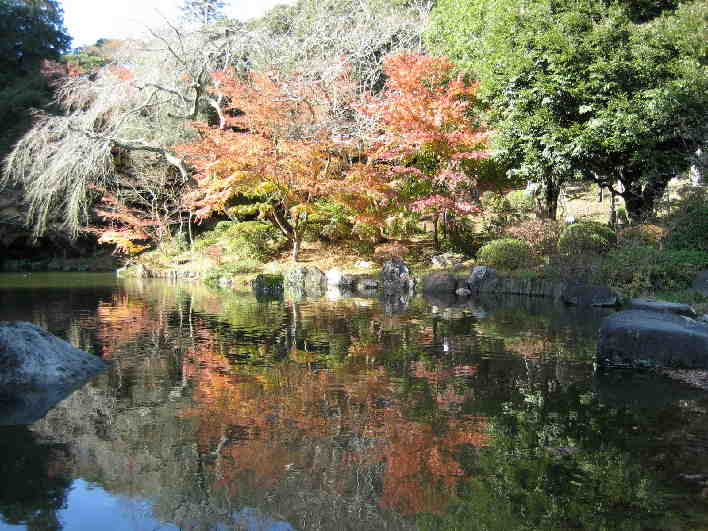 成田山公園・逆さ紅葉？