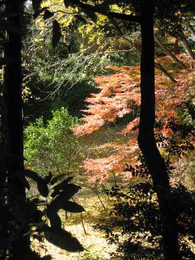 成田山公園・秋を望む