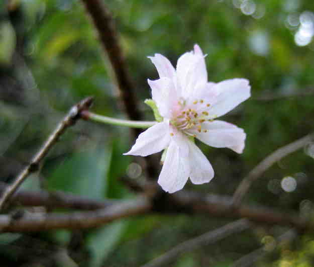 冬桜開花