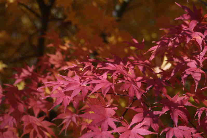 白水阿弥陀堂紅葉2