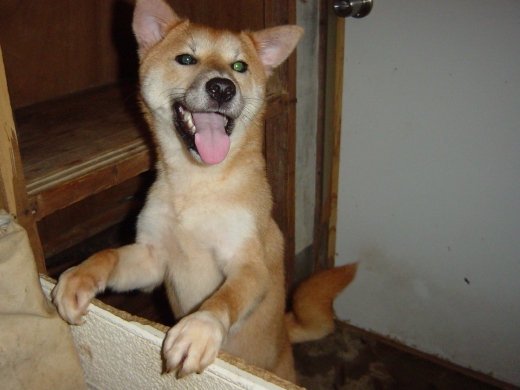 inu0002-4.jpg