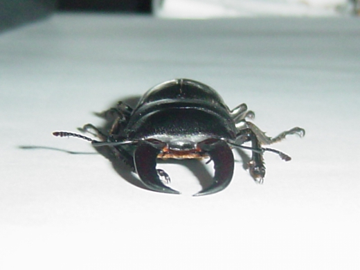 kuwagata0003-3.jpg