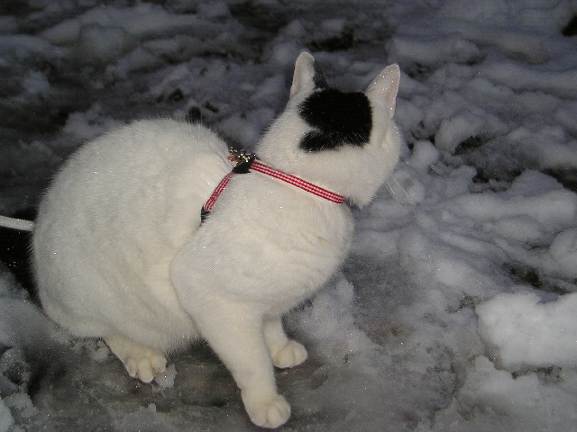 雪猫１.JPG