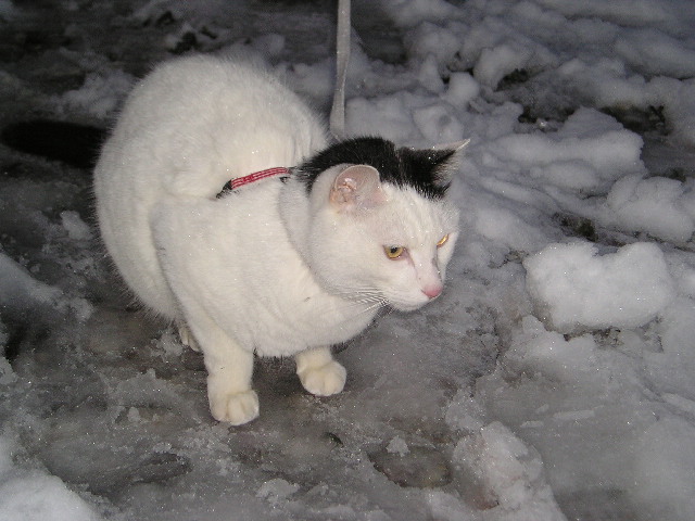 雪猫２.JPG