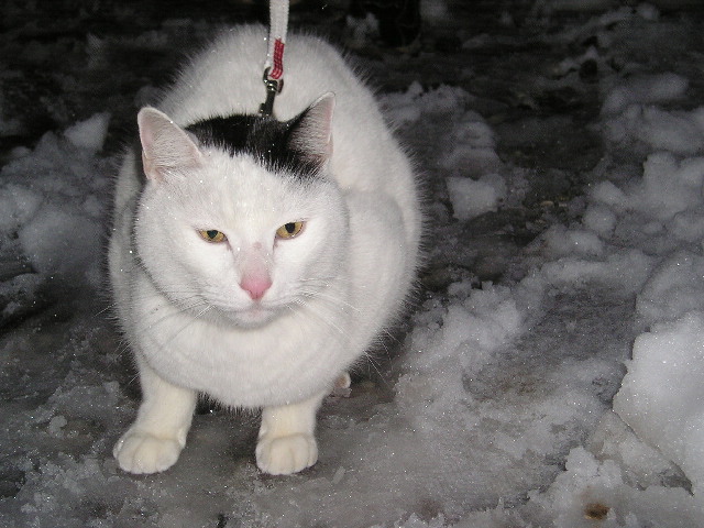 雪猫３.JPG