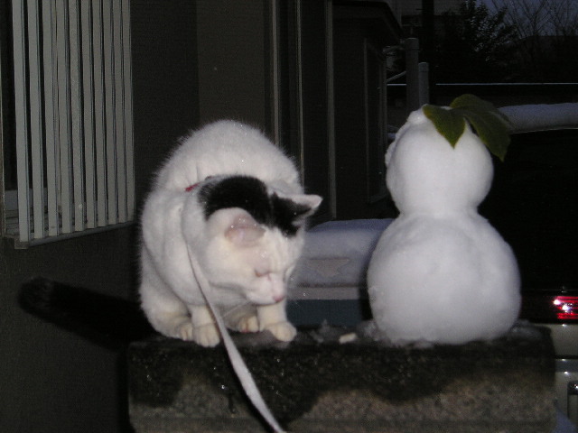 雪猫５.JPG