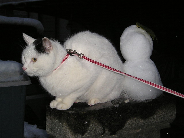 雪猫６.JPG