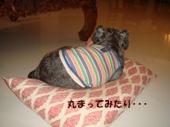 2008 09 taro3.jpg