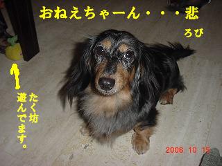 2006-10 わんこ 037”.JPG