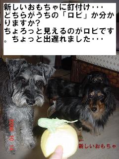 2006-10 犬おしめ 002”.JPG