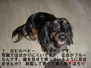 2006-10 犬おしめ 019”.JPG