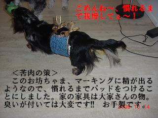 2006-10 犬おしめ 007”.JPG