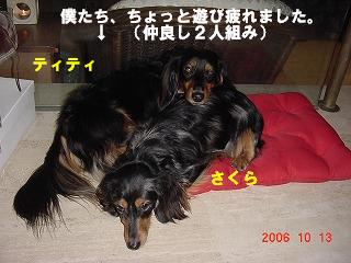 2006-10 犬おしめ 018”.JPG